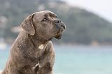 CANE CORSO 615